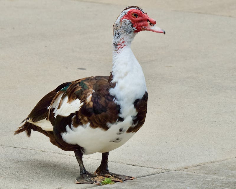 Kevin (KV-0411), a Muscovy duck last seen in Austin, TX