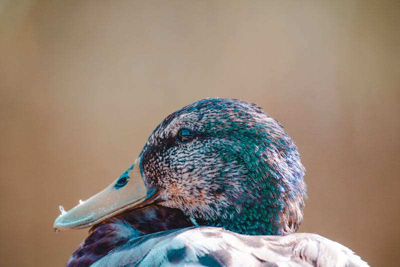 Kevin (KV-2847), a mallard duck at the Reflecting Pool
